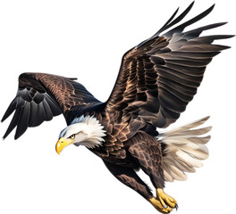 Bald eagle, Close-up colored-pencil sketch of a Bald eagle.