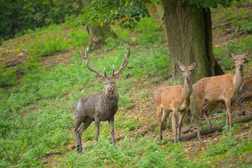 A stag in a park in autumn