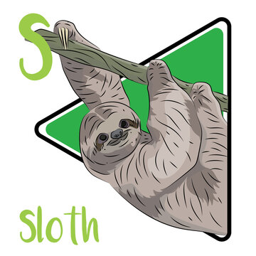 Sloths live in the tropical forests of Central and South America. They rarely come down from the trees. Sloths descend about once every eight days to defecate on the ground. Sloths are solitary animal