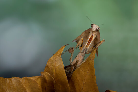 Dead Leaf Mantis (Deroplatys desiccata) camouflage on dry leaves.