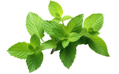 Fresh Mint Leaves, Creating a Refreshing Haven of Cool Greenness on a White or Clear Surface PNG Transparent Background.