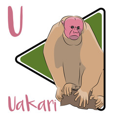 Obraz premium Uakari is a short-tailed South American monkey. Their bodies are covered with long, loose hair but their heads are bald. These monkeys have the most striking red facial skin of any primate.