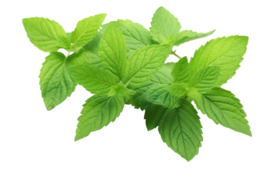 The Mint Leaves, Creating a Refreshing Haven of Cool Greenness on a White or Clear Surface PNG Transparent Background.