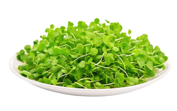 Macro Perspective Showcasing the Delicate Dance of Micro Leaves on a White or Clear Surface PNG Transparent Background.