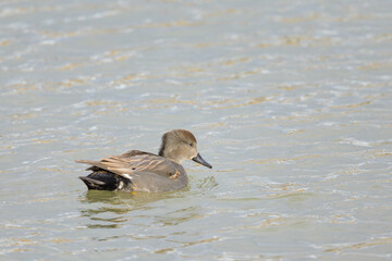 A male Gadwall swimming on a lake