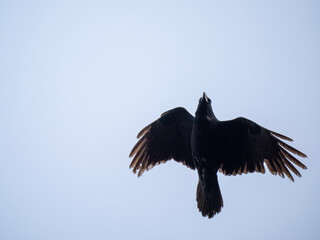 Kolkrabe (Corvus corax)