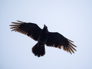 Kolkrabe (Corvus corax)  
