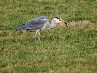 Graureiher auf Wiese beim Mäusefang