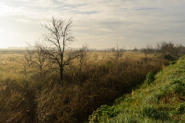 Obraz na płótnie Canvas Fields and meadows near Arles in winter