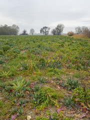 Fototapeta premium Fields and meadows near Arles in winter