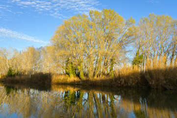 Canal with trees near Arles in winter