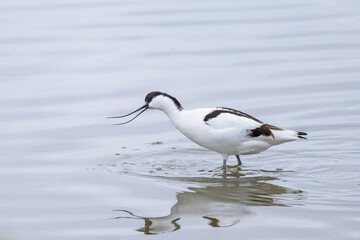 A Pied Avocet walking in shallow water