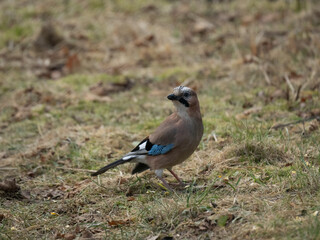 Eichelhäher (Garrulus glandarius)