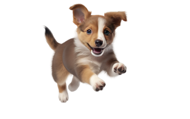 Heartwarming Moments with a Playful Canine Friendly Puppy Dog on a White or Clear Surface PNG Transparent Background.