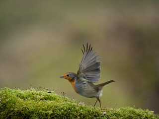 Rotkehlchen (Erithacus rubecula)