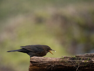 Amsel (Turdus merula)