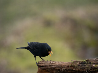 Amsel (Turdus merula)