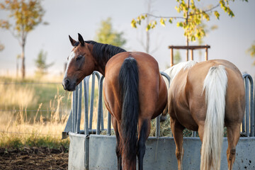 Horses feeding hay from feed rack on animal farm. Palomino and thoroughbred horse  - obrazy, fototapety, plakaty
