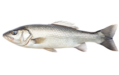 Fototapeta premium Beauty of Seabass Fish, a Gastronomic Delight from the Deep Blue on a White or Clear Surface PNG Transparent Background.