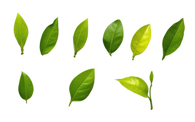Display of Lemon and Green Leaves, Nature Refreshing Beauty on a White or Clear Surface PNG Transparent Background.
