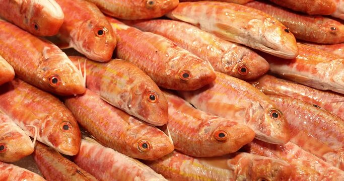 Fresh red mullet fish on ice concept