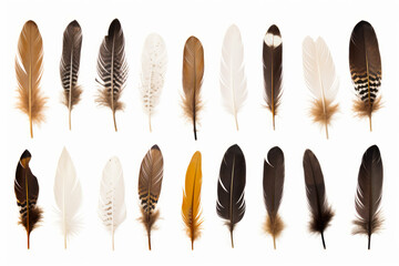 Collection of different colored feathers on white background.
