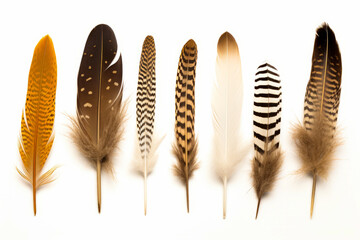Row of feathers with different colors and sizes on them, all lined up.