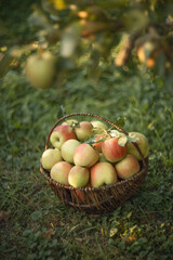 Photo of a basket with apples in the garden.
