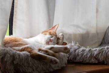 窓辺で眠る猫　茶トラ白