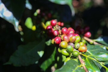 Red and green Cherry coffee beans on the branch of coffee plant before harvesting