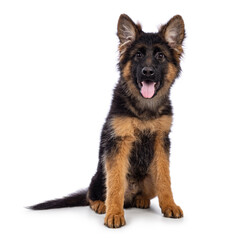 Cute German Shepherd dog puppy, sitting up facing front. Looking straight to camera, mouth open and tongue out. Isolated on a white background.