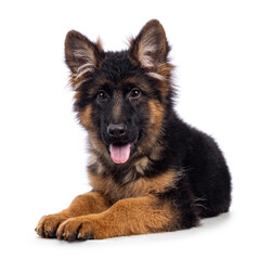 Cute German Shepherd dog puppy, laying down side ways. Looking straight to camera, mouth open and tongue out. Isolated on a white background.