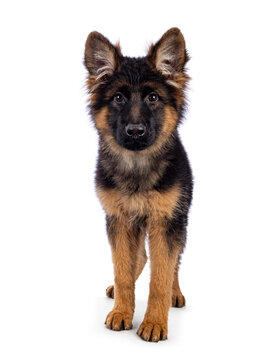 Cute German Shepherd dog puppy, standing facing front. Looking straight to camera, mouth closed. Isolated on a white background.