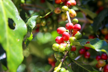 Red and green Cherry coffee beans on the branch of coffee plant before harvesting