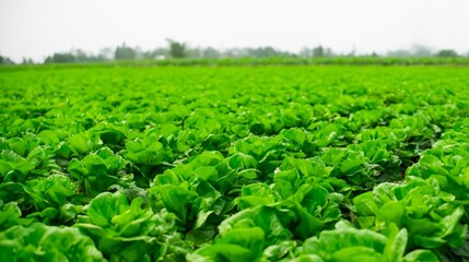 Fototapeta na wymiar lettuce farming field, view of lettuce farm