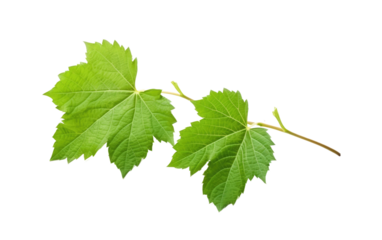 Beauty in Simplicity with the Presence of a Green Leaf on a White or Clear Surface PNG Transparent Background.