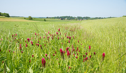 green Field interspersed with crimson clover, trifolium incarnatum