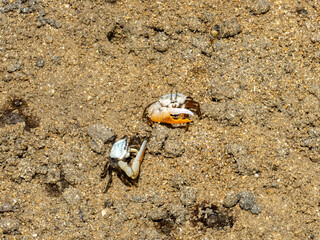 Fiddler crabs on the coast, Bali, Indonesia.