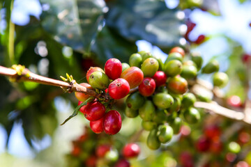 Red and green Cherry coffee beans on the branch of coffee plant before harvesting
