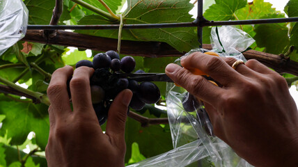 Close-up of a gardener carefully selects and cuts grapes to remove some of the excess bunches and...