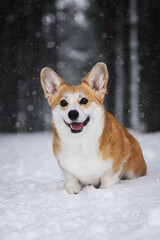 corgi
