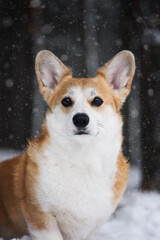 dog in snow