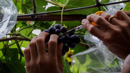 Close-up of a gardener carefully selects and cuts grapes to remove some of the excess bunches and...