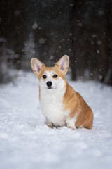 dog in snow