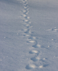 animal tracks in the snow as a background.
