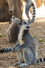 animal lemur on a walk in the park.