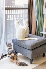 3匹で窓の外を見つめる飼い猫たち