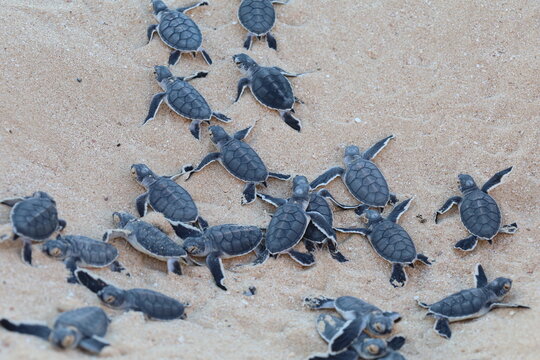 Group of green turtle hatchlings on the beach. Many baby turtles going out of the nest, walking on the sand to the ocean. Magical wildlife moment. Ningaloo national park in Exmouth, Western Australia.