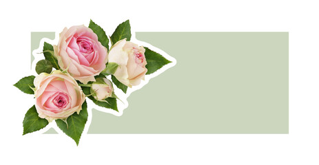 Floral corner arrangement with pink rose flowers on green card isolated on white or transparent background