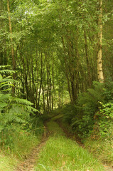 Obraz premium Hiking trail near the river Mendo (Betanzos, Spain).